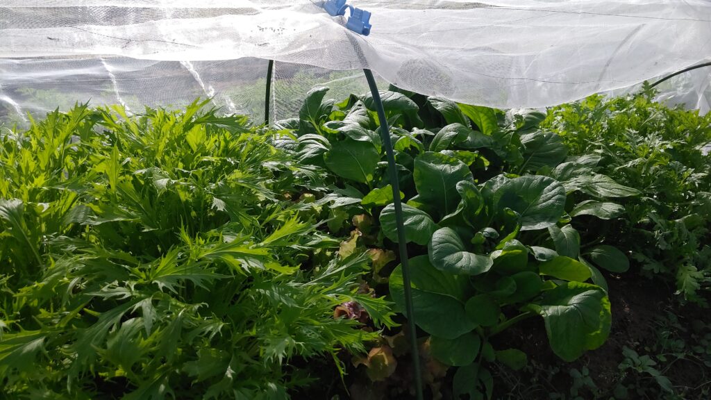 成長した葉物野菜