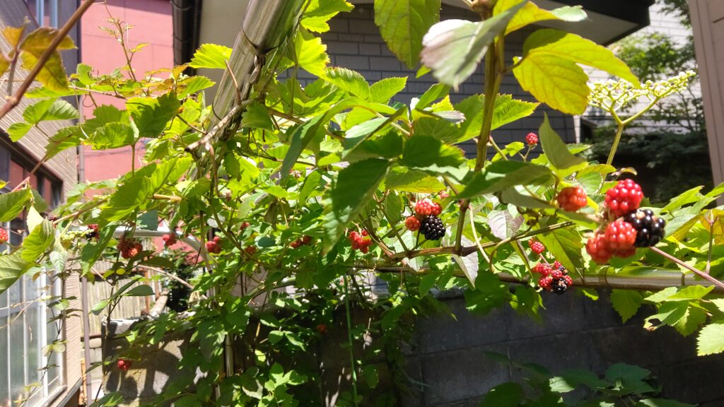 たくさん実ったブラックベリー