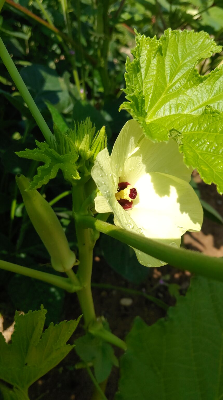 オクラの花
