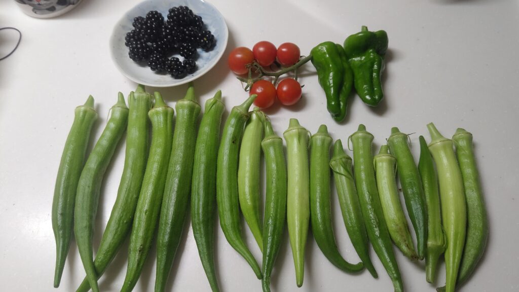 収穫した野菜類