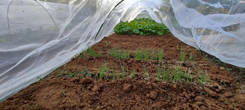 ネットの中の野菜