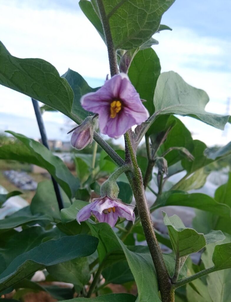 茄子の花