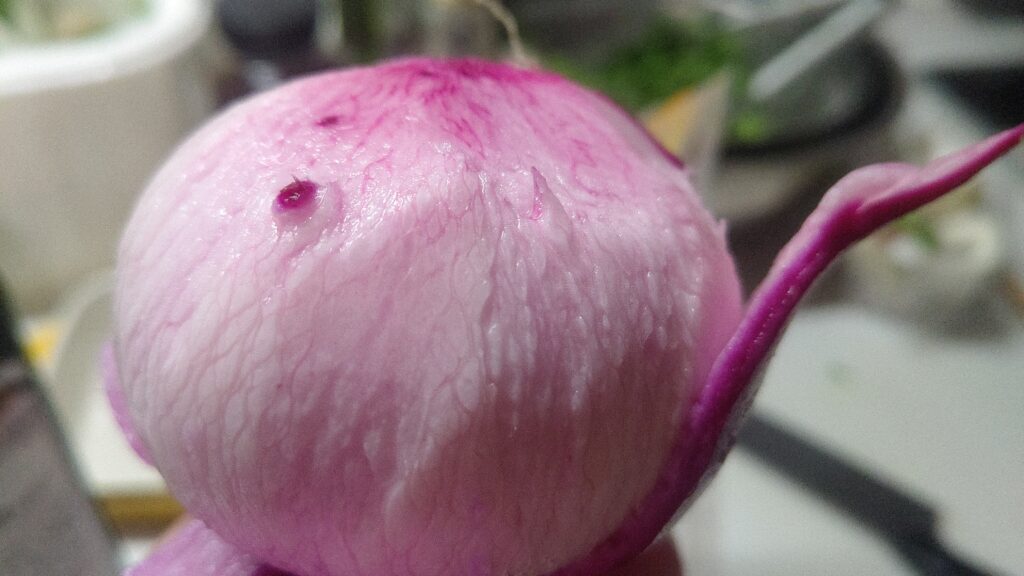 もものすけと言う赤カブ