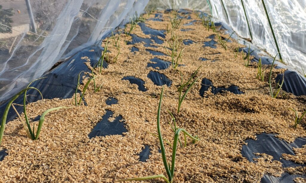 越冬した玉葱の畝