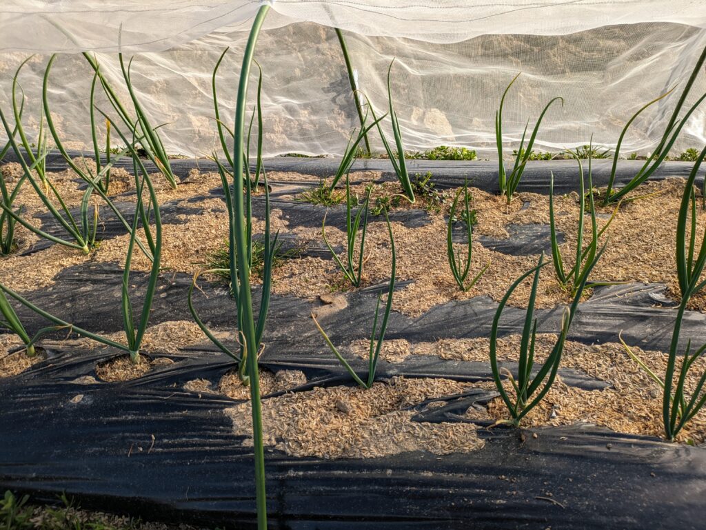 玉葱の畝