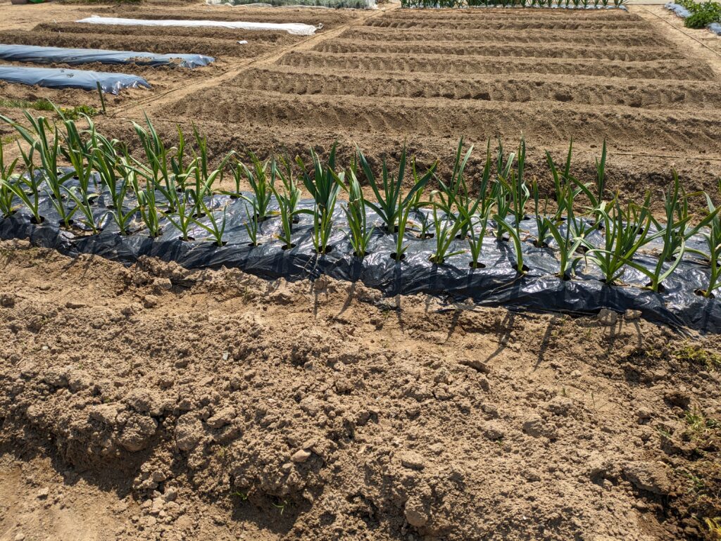 越冬したニンニク