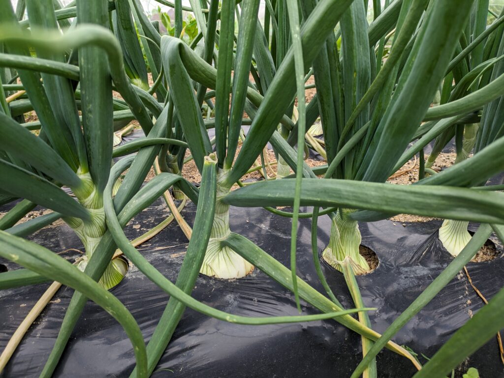 玉葱の栽培