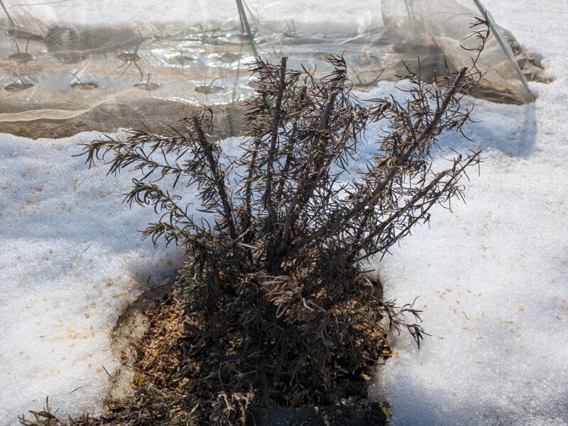 真冬のローズマリー