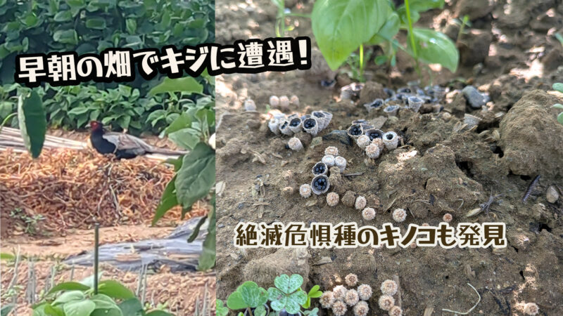 キジとハタケチャダイゴケ