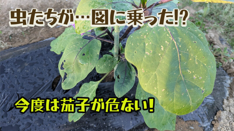 虫に食われたナスの葉っぱ