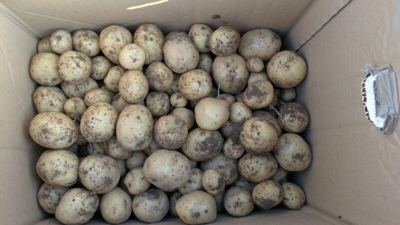 収穫したじゃがいも