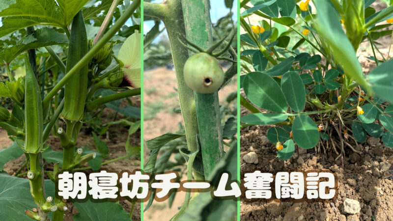 オクラとトマトと落花生