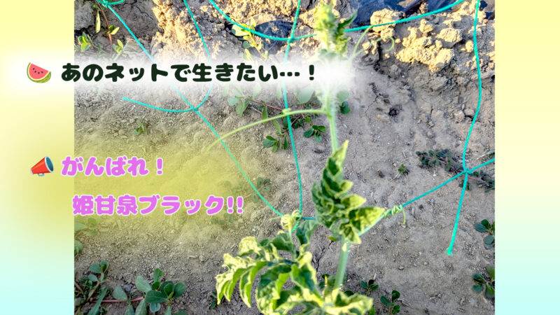 スイカのアイキャッチ画像