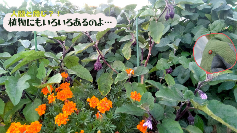 ナスとマリーゴールドのアイキャッチ画像