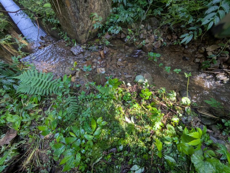 森林の中を流れる浅い清流と、苔やシダに覆われた緑豊かな地面。左側に小さなコンクリート構造物があり、自然と人工物が共存する静かな環境。