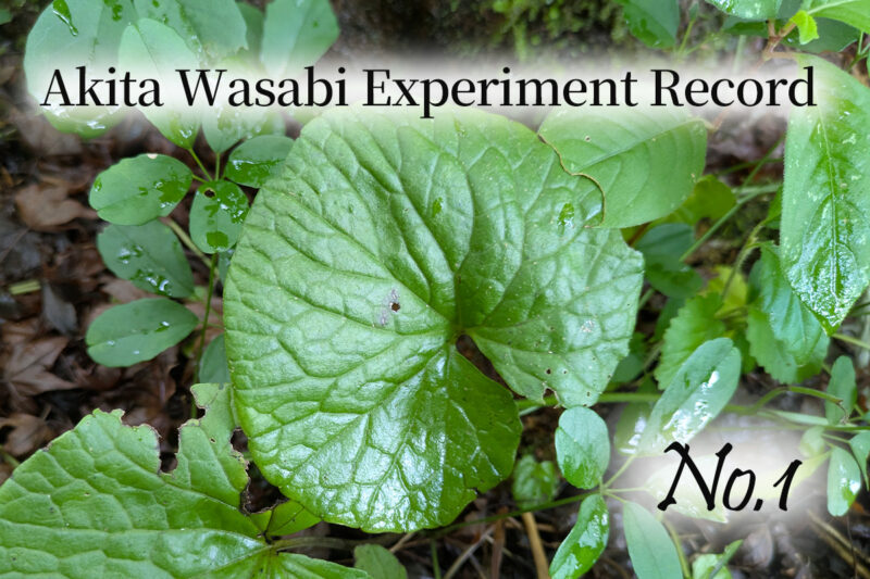 英語版わさび実験室１アイキャッチ