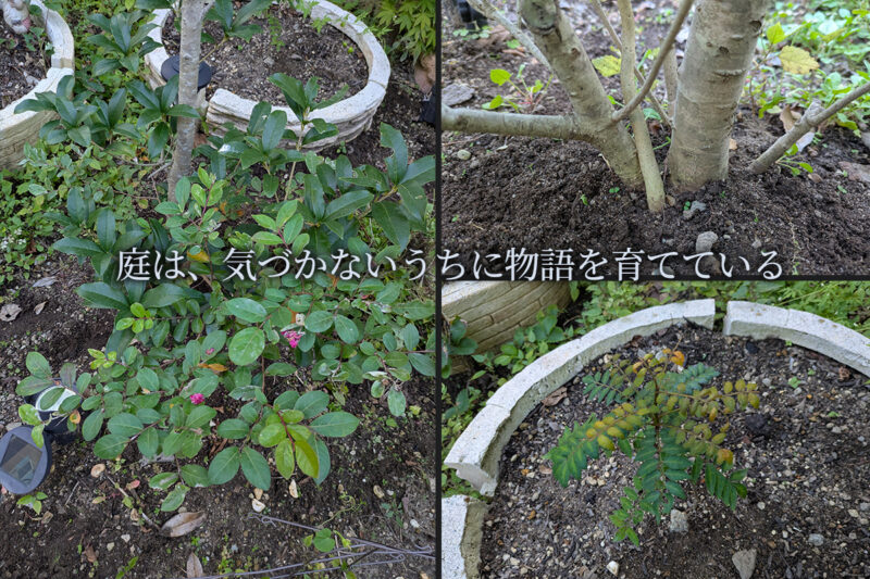 金木犀アイキャッチ