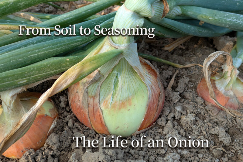 【英語版】玉ねぎとニンニクと麹