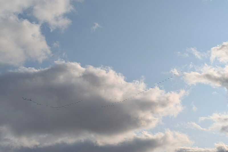 冬の空を飛んでいる雁の群れ